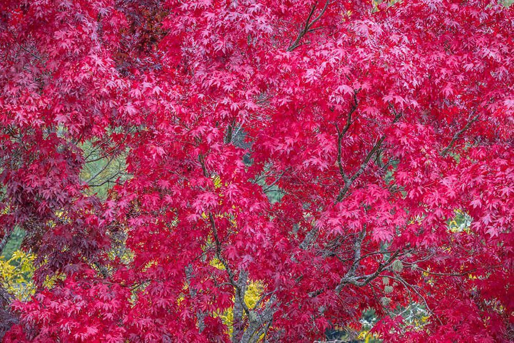 USA-Washington State-Seabeck Japanese maple tree in autumn